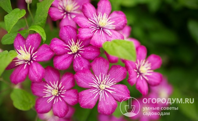 Цветы данного сорта клематиса могут быть от ярко-розового до фиолетового цвета