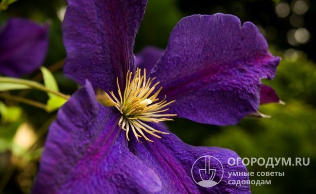 Раскрытые цветы темно-фиолетовой окраски могут достигать 10-15 см в диаметре, состоят чаще из 4 крестообразно расположенных лепестков