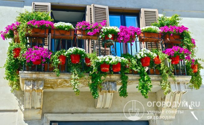 Даже на фото петунии на балконе выглядят потрясающе, впечатляя обильным цветением и яркостью окрасок