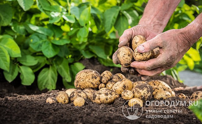 Правильная организация хранения поздних сортов картофеля позволит сберечь клубни до нового урожая