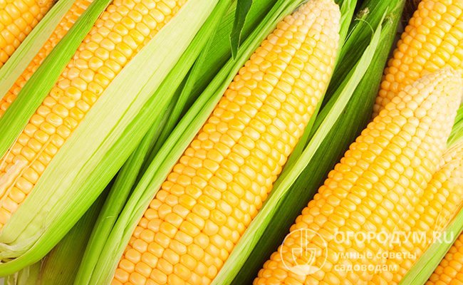 Консервированная кукуруза в початках