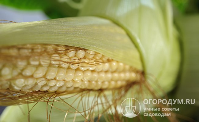 Зерновое сорго — как выращивать и использовать?