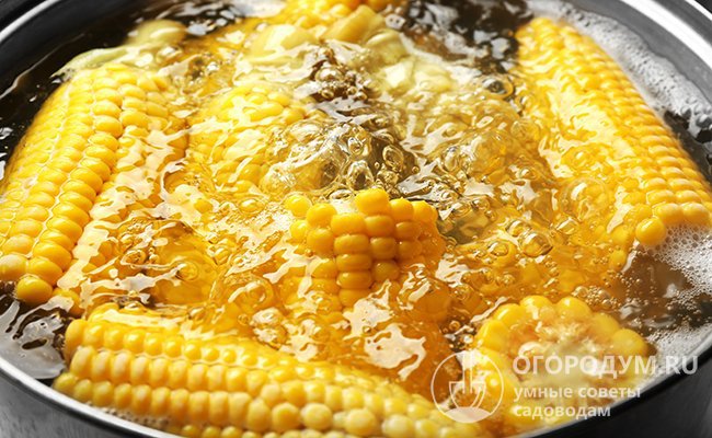 В зависимости от степени зрелости кукурузу нужно варить от 15 до 40 минут