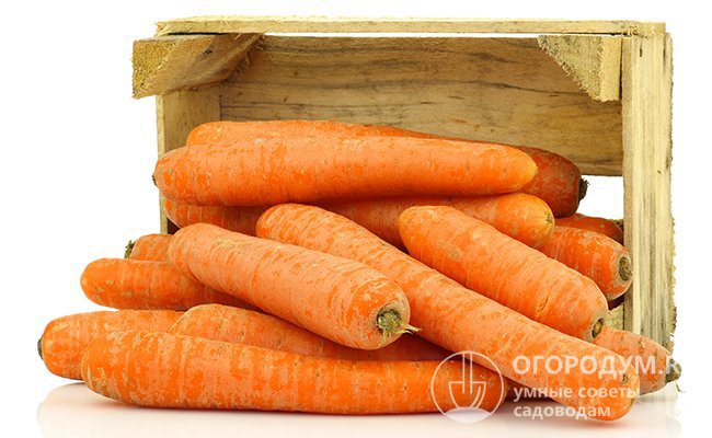 Чтобы сохранить морковь до весны, сажайте сорта, которые подходят для длительного хранения, своевременно собирайте и просушивайте урожай, а также создавайте благоприятный микроклимат для сбережения
