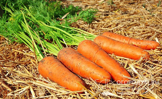Как хранить морковь в погребе зимой: в пакетах, мешках, песке