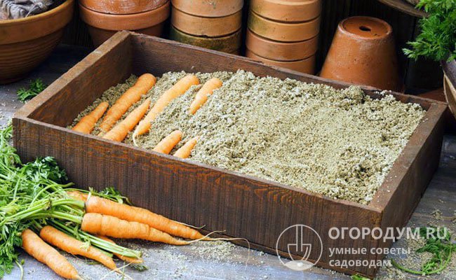 Использовать песок можно и при закладке моркови в деревянный ящик. Хорошо пересыпайте каждый ряд и сверху покройте корнеплоды слоем влажного песка