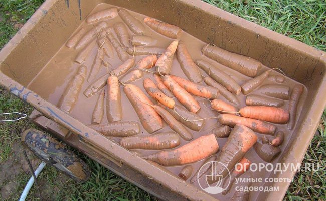 Продлить срок хранения морковки поможет глиняный раствор. Смочите в нем весь урожай, а затем просушите отдельно каждую морковь до полного застывания глины