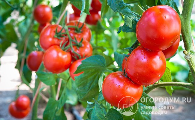 Собирать помидоры для хранения нужно в сухую погоду и тогда, когда на них нет росы