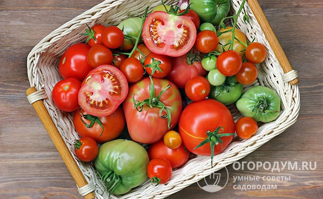 Зеленые помидоры отлично доспевают и после того, как собраны с кустов