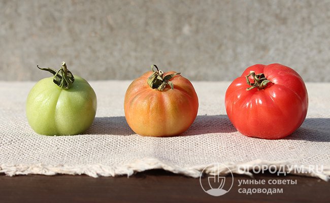 Перед закладкой на хранение рассортируйте томаты по степени зрелости