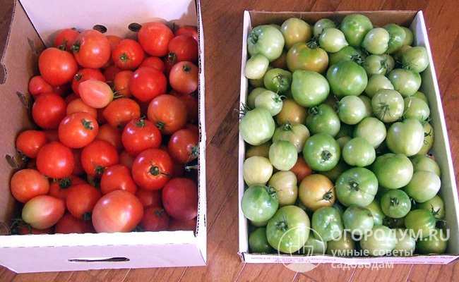 Удобнее всего хранить помидоры в ящиках