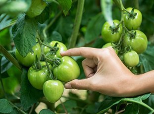 Как хранить зеленые помидоры, чтобы они покраснели