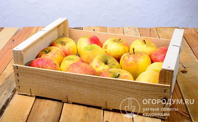 Для хранения яблок используйте деревянные ящики. Аккуратно сложите урожай в тару хвостиками вверх, а сверху прикройте бумагой или слоем сухих опилок
