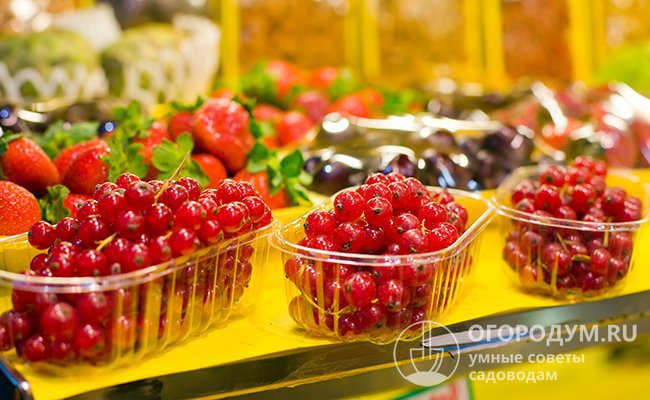 При правильной организации хранения в холодильнике ягода довольно долго сохраняет свежесть и первоначальный вид