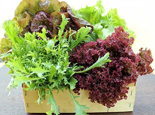 Как сохранить листья салата на зиму в домашних условиях