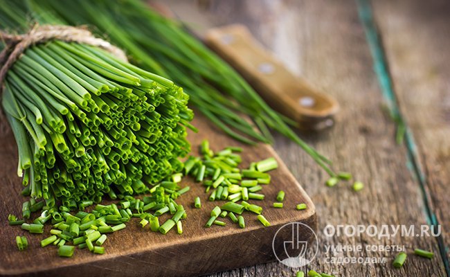 В зеленом луке содержится масса витаминов и полезных веществ