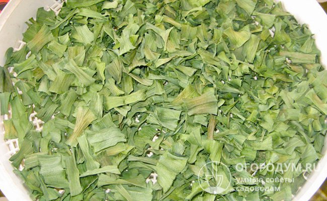 Сушить зеленый лук удобнее всего в бытовом сушильном аппарате
