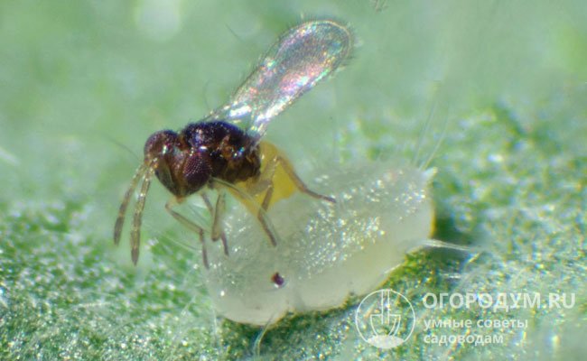 Самки паразитоидной осы Энкарзия формоза атакуют замерших личинок белокрылки, откладывая в них свои яйца