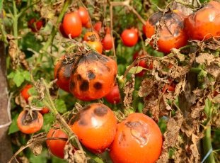 Как избавиться от фитофторы на помидорах