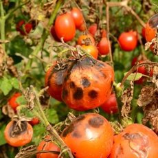 Как избавиться от фитофторы на помидорах