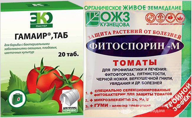 Препараты-бактерициды от фитофтороза на томатах