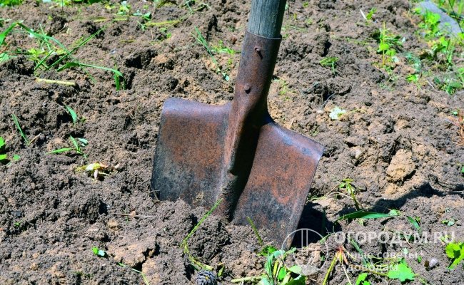 Следует отказаться от традиционной штыковой лопаты и культиватора – они легко повреждают, дробят и режут корни растения
