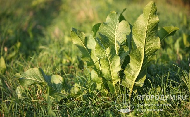 Периодическая стрижка травы с помощью газонокосилки поможет избавиться и от листьев хрена