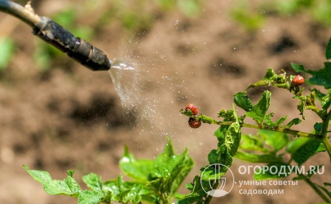 Для защиты от колорадских жуков используется метод опрыскивания картофельной ботвы самодельными настоями или отварами на основе трав
