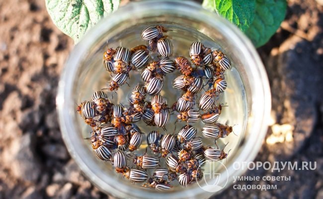 Колорадские жуки выделяют токсины, которые можно использовать против них же, приготовив настой из мертвых вредителей