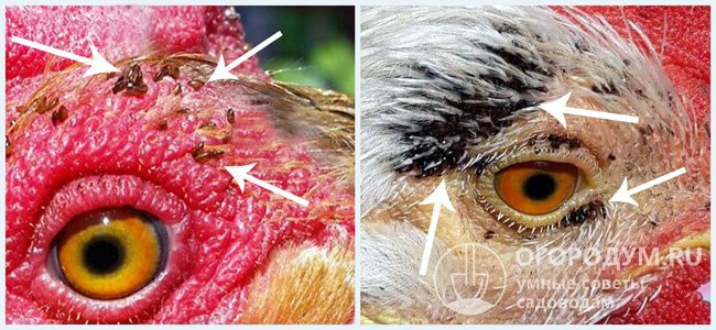 Куриные блохи вокруг глаз птиц (паразиты сверху выглядят, как узенькие черточки. Тельце у них совсем плоское (сплющенное с боков), окраска – темно-коричневая)