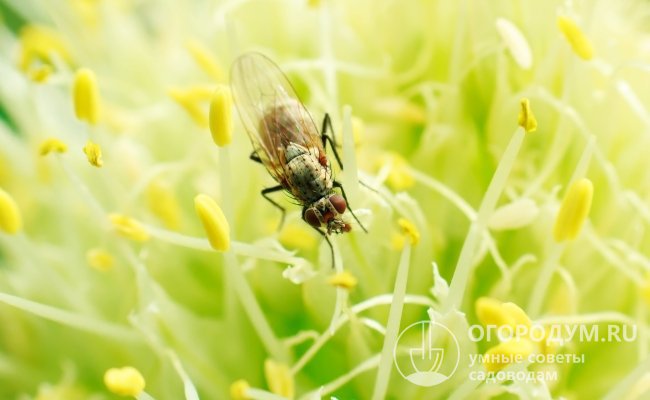 Луковая муха (на фото) – один из самых распространенных вредителей луковичных растений