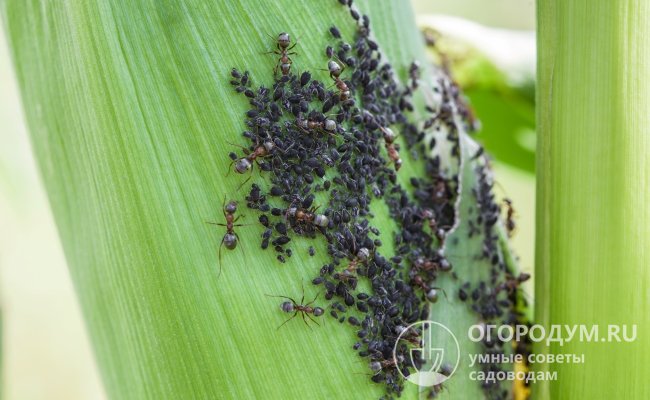 Муравьи питаются сладкими выделениями тли, поэтому в тех местах, где есть муравейник, обязательно найдутся растения, пораженные данным вредителем