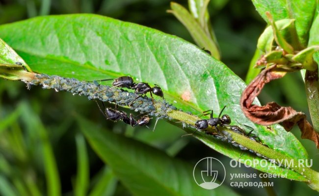 Подходить к вопросу истребления муравьев следует комплексно, направляя усилия на уничтожение самих насекомых и источника их питания – тли