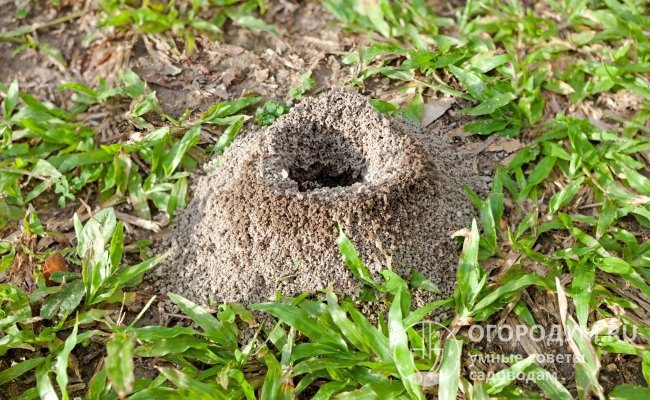 Уничтожить муравейник можно механическими способами: залить кипятком или керосином, засыпать золой или манкой