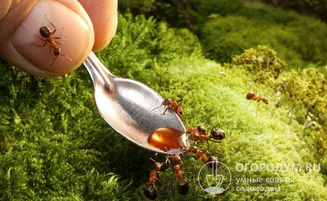 Лучшая приманка для мурашек – сладость. Сделайте ловушку с медом, вареньем или сладким сиропом, а затем уничтожьте попавших в нее насекомых