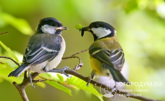 Насекомоядные птицы – самые желанные гости для любого огородника