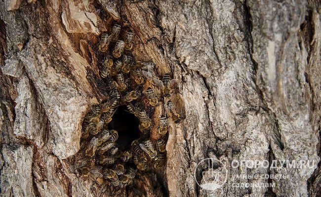 Рой диких пчел, обустроивших гнездо в дупле дерева
