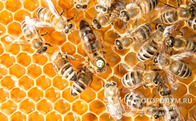 Пчелиную матку также называют королевой улья, из отложенных ею неоплодотворенных яиц появляются трутни, а из оплодотворенных – рабочие пчелы и новые пчеломатки. (Маток действительно метят (видно число 15 на пчеле). В большинстве случаев – для облегчения племенной работы и для продажи.)