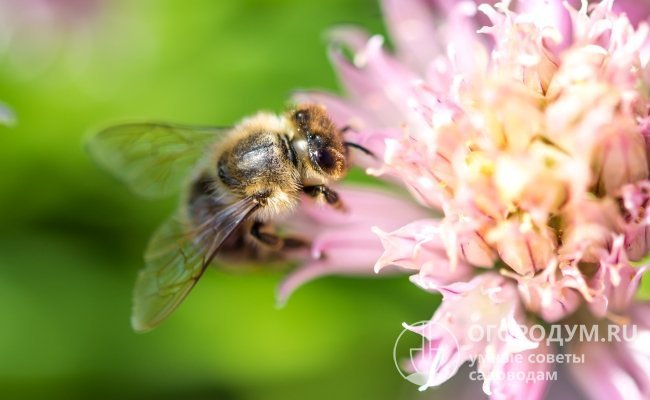 Садоводы и огородники, чтобы привлечь пчел-опылителей на участок, высаживают растения-медоносы