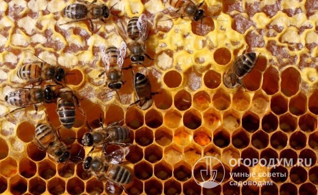 Заполненные в результате кропотливой работы ячейки сотов пчелки герметично запечатывают воском