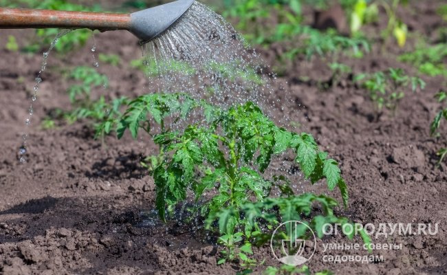 Концентрированное крапивное удобрение разводят водой и используют практически под все садово-огородные культуры, как для прикорневых, так и для листовых подкормок