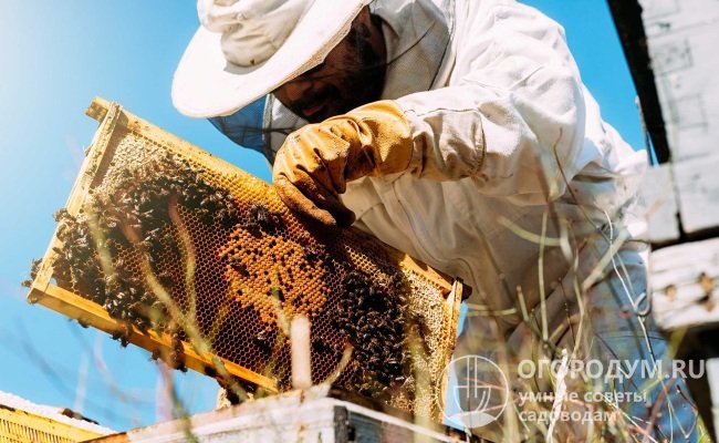 Действовать нужно быстро, но без суеты – пчелы приходят в себя после зимовки, ослаблены, в этот момент они наиболее беззащитны и уязвимы к болезням и внешним воздействиям