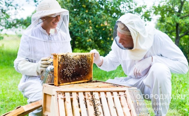 Для работы с пчелами нужно надевать специальный костюм и лицевую сетку