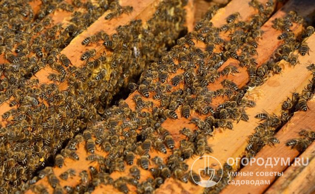 Весной сильная пчелиная семья занимает 8-9 улочек (пространство между рамками), осенью – 9-10