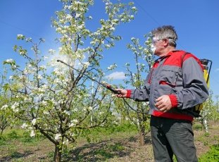 Чем обрабатывать яблони ранней весной от вредителей и болезней