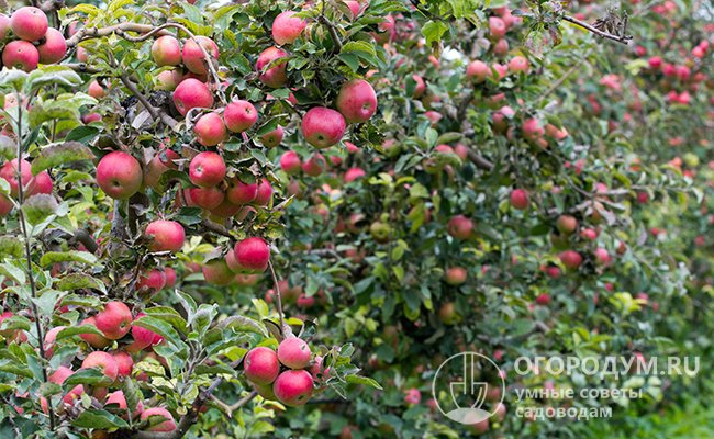 Молодые деревья дают до 30 кг яблок за сезон, а урожайность 10-летней яблони в оптимальных условиях составляет 90-100 кг