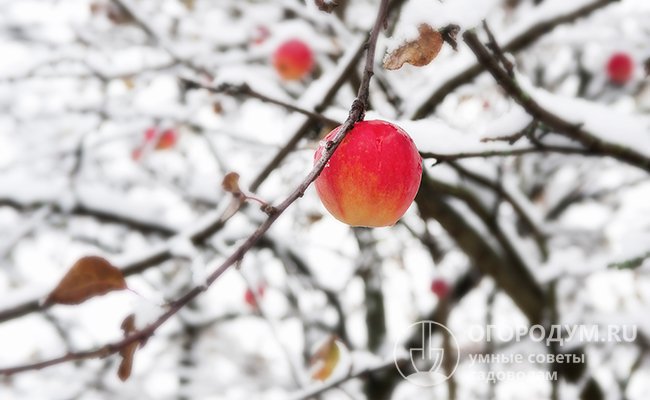 Спелые яблоки долго держатся на дереве, не осыпаясь, иногда до самых морозов