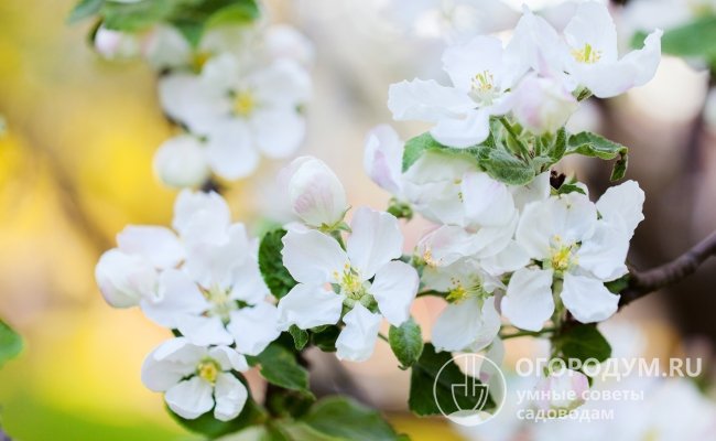 Цветущая «Антоновка» (на фото) способствует интенсивному опылению «Аниса свердловского» и завязыванию плодов