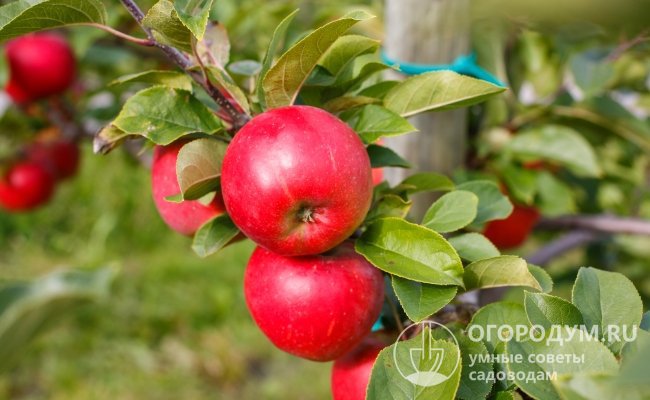 Яблоки сорта «Антей» (на фото) округло-конической формы, слегка сплюснутые, густо покрытые темно-красным румянцем
