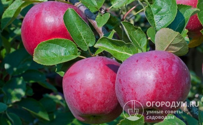 На фото – яблоня «Белорусское малиновое», послужившая одной из родительских форм